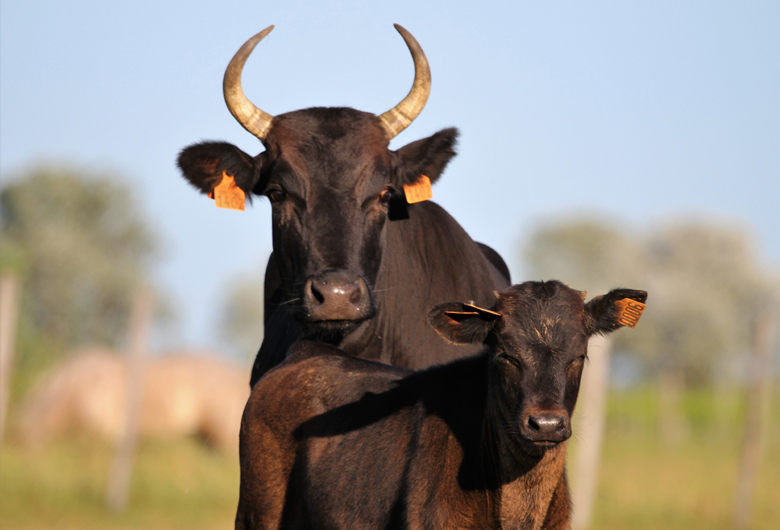 Taureaux Camargue L’agneau